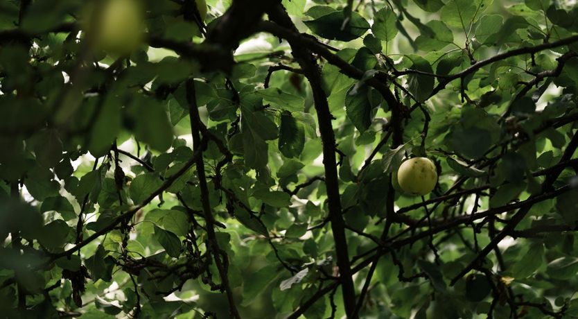 Photo of Kiss by the Window