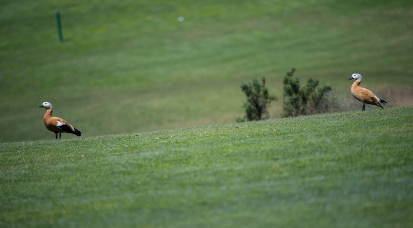 Photo of Joy & Jubilance