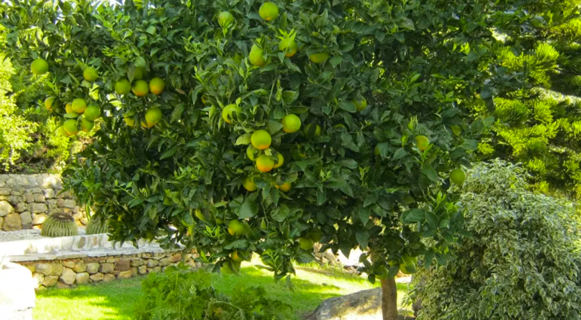 Photo of Dreams of Atlas