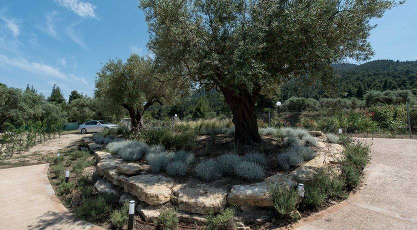 Photo of Olive & Earth