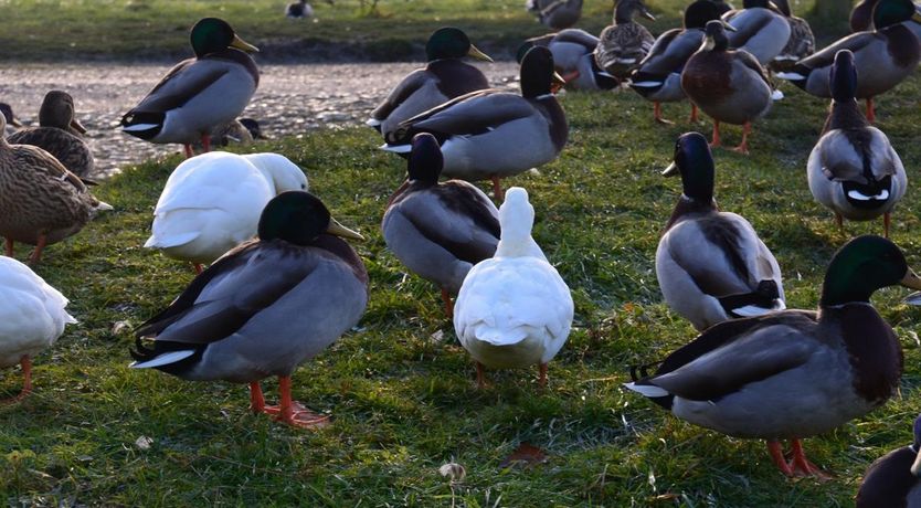 Photo of 1 Bed in Mulbarton