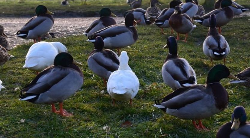 Photo of 1 Bed in Mulbarton