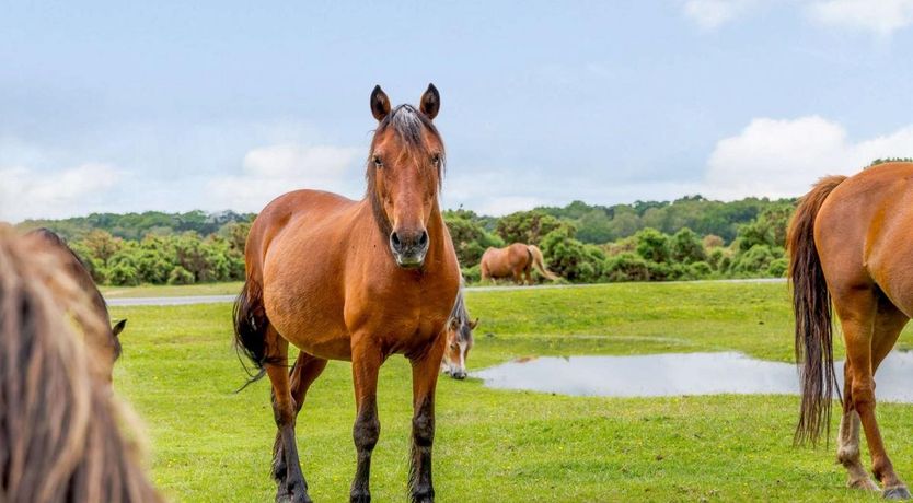 Photo of 4 Bed in Redlynch