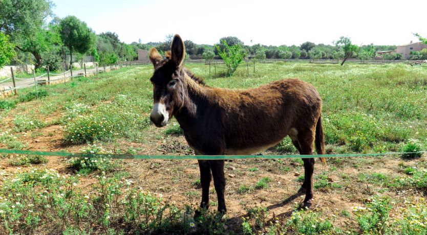 Photo of Moli de Son Vidal