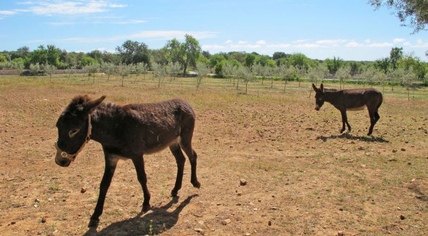 Photo of Moli de Son Vidal