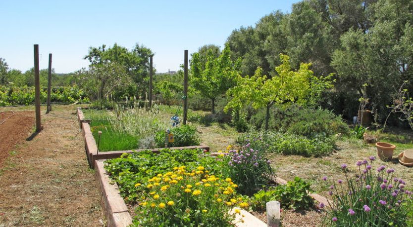 Photo of Moli de Son Vidal