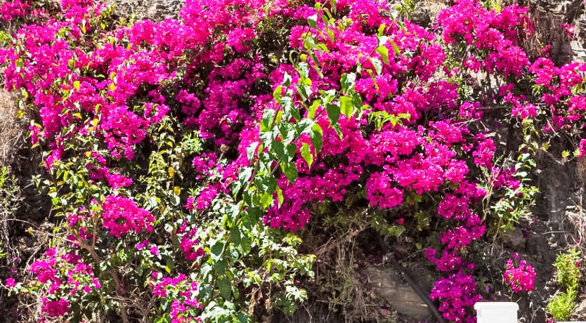 Photo of Villa Rosa Blanca