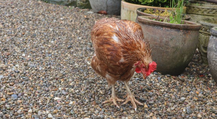 Photo of The Nail Shed