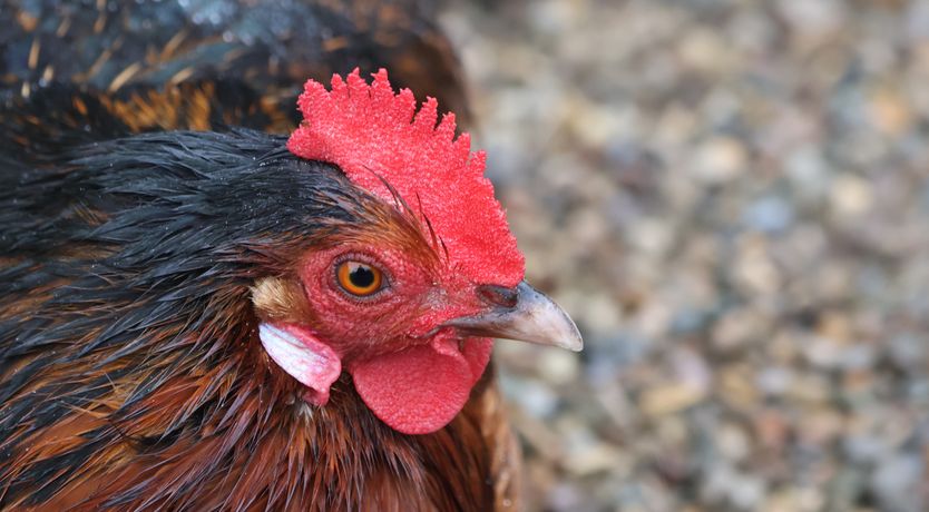 Photo of The Nail Shed