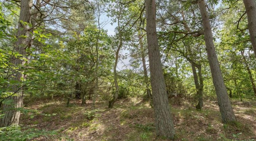 Photo of "Ros" - 350m from the sea