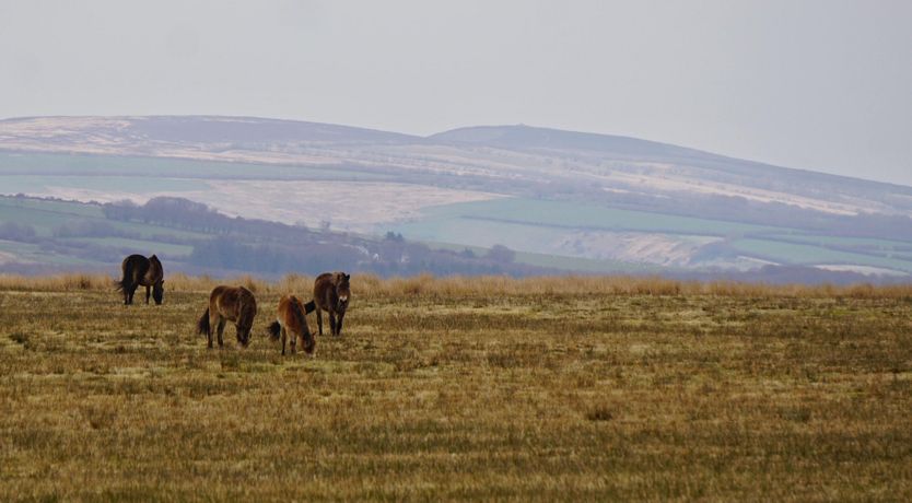 Photo of Barn Cottage, Brayford