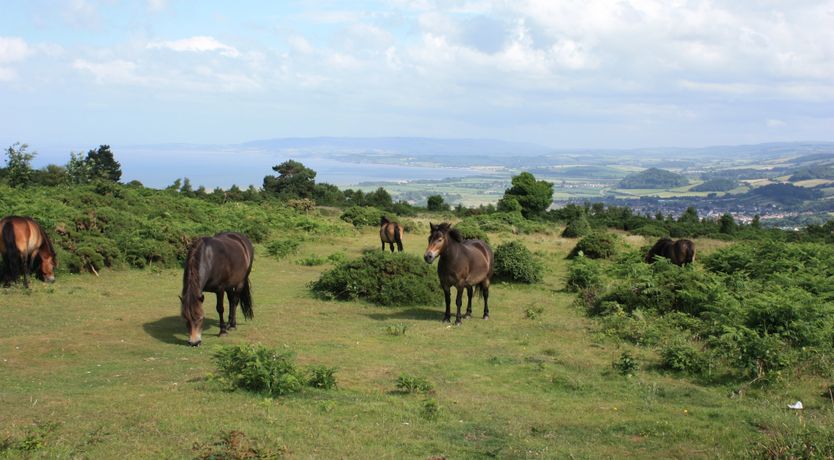 Photo of Ruffles Cottage, Dunster