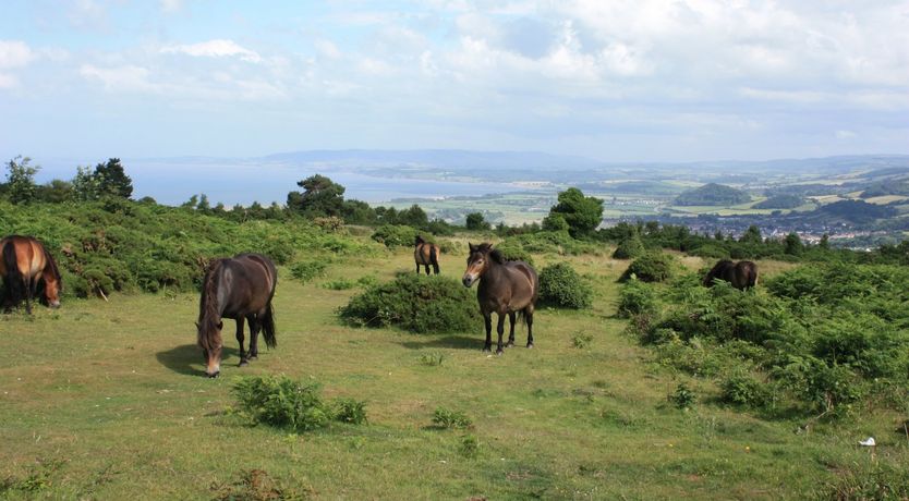 Photo of Ruffles Cottage, Dunster