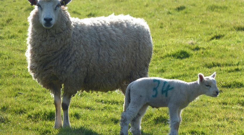 Photo of East Harwood Farm Cottage, Timberscombe