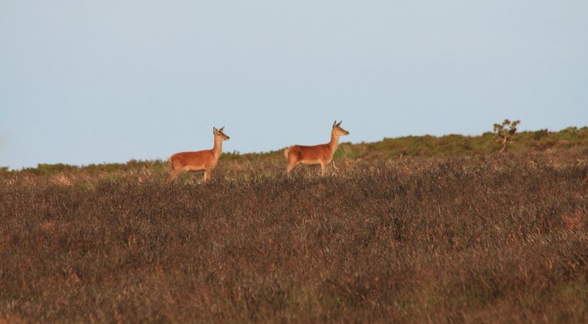 Photo of Beachside Cottage, Minehead