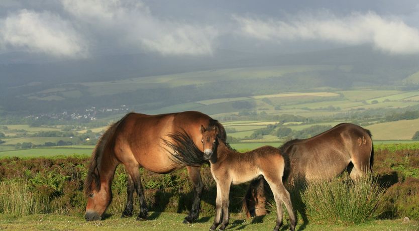 Photo of Beachside Cottage, Minehead