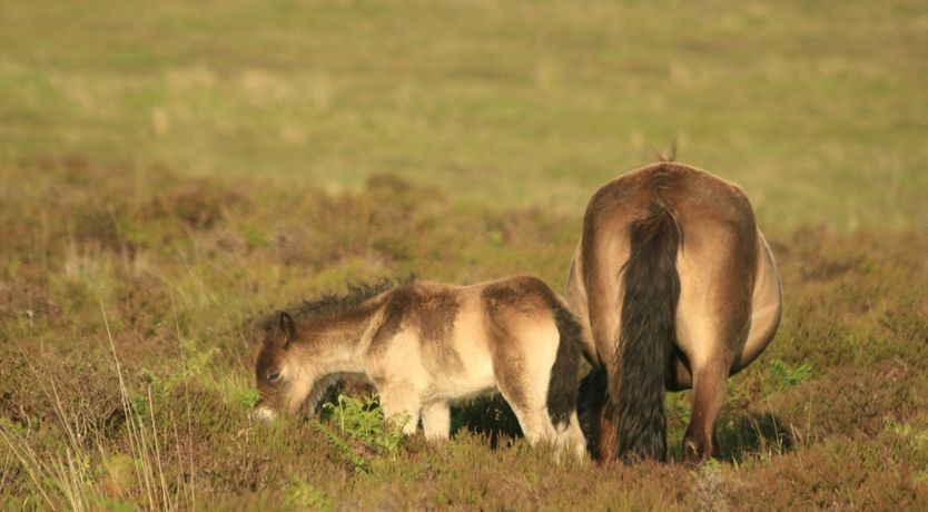 Photo of Chapel Cottage, Exford