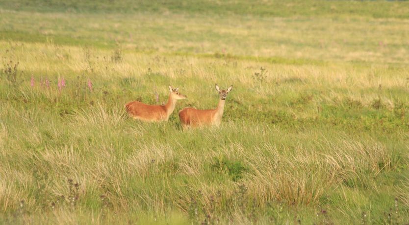 Photo of Chapel Cottage, Exford