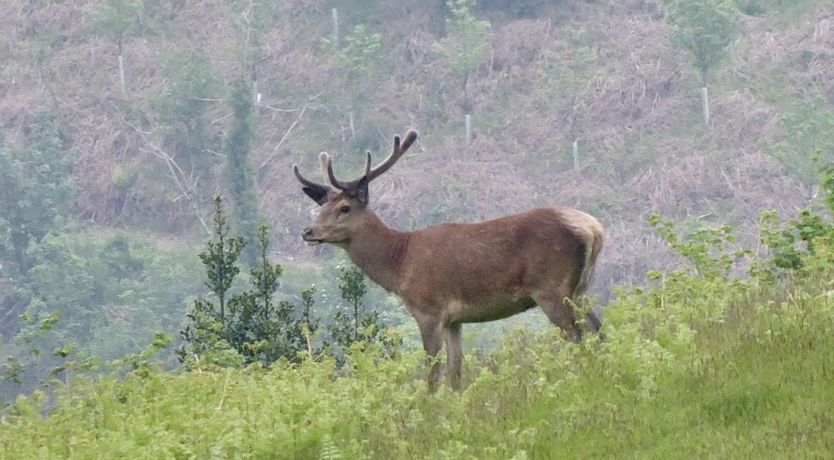 Photo of The Piggery, Dulverton