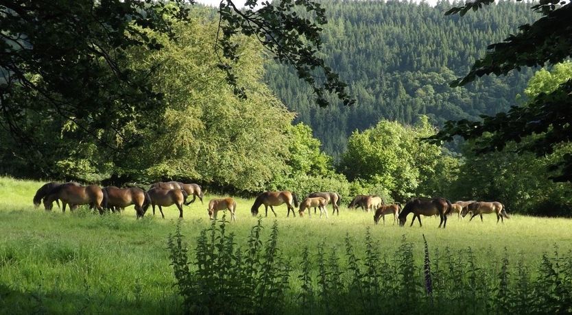 Photo of Dairy Cottage, Dulverton