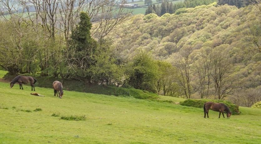 Photo of Dairy Cottage, Dulverton
