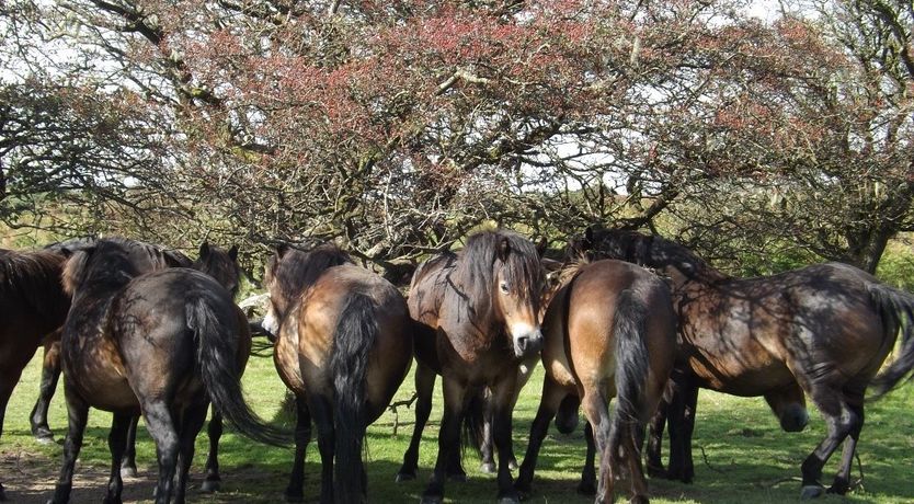 Photo of Dairy Cottage, Dulverton