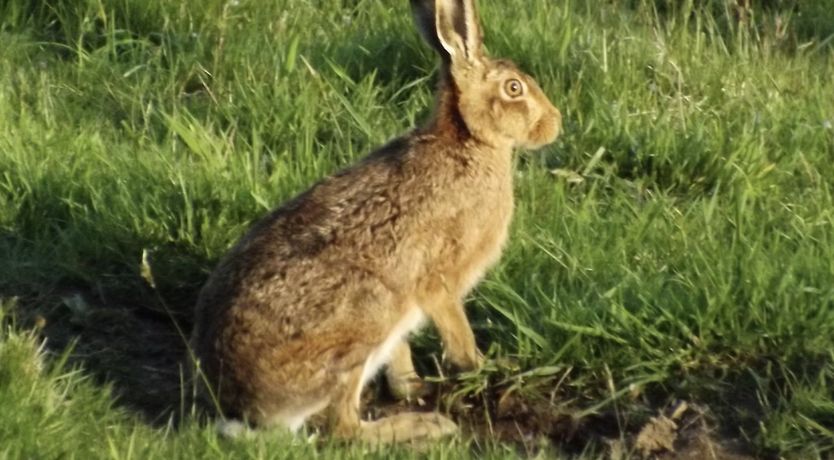 Photo of Dairy Cottage, Dulverton