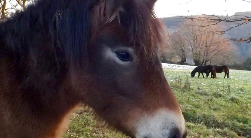 Photo of Dairy Cottage, Dulverton