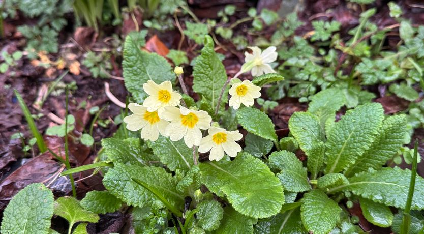 Photo of Garden Cottage, Wiveliscombe