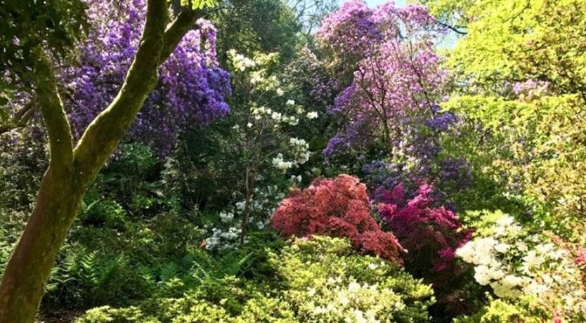 Photo of The Dog House, Porlock