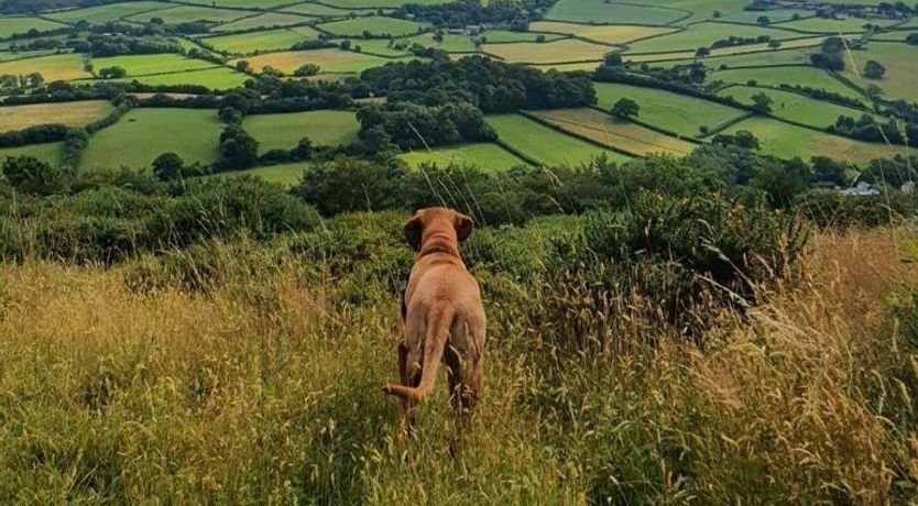 Photo of The Dog House, Porlock