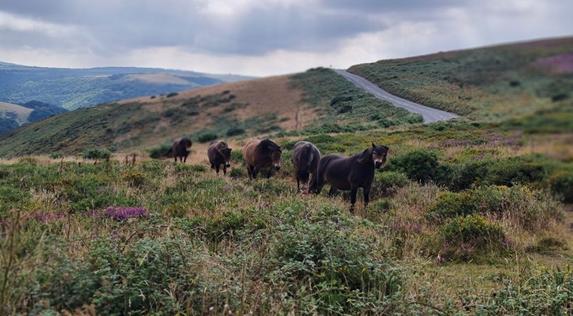 Photo of The Dog House, Porlock