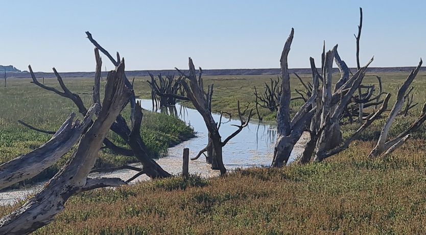 Photo of The Dog House, Porlock