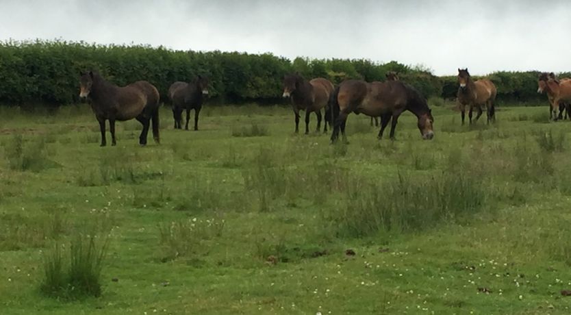 Photo of Withymead, Withypool