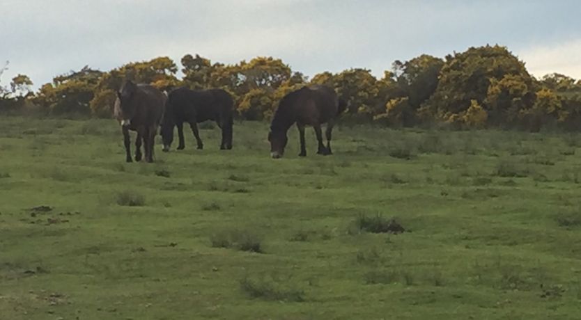 Photo of Withymead, Withypool