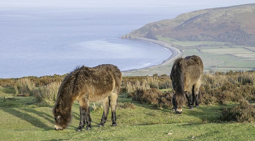 Photo of Pines, Cleeve Park