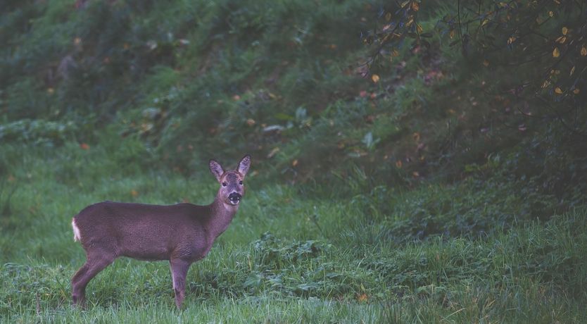 Photo of Little House in the Big Woods, Brendon Hill