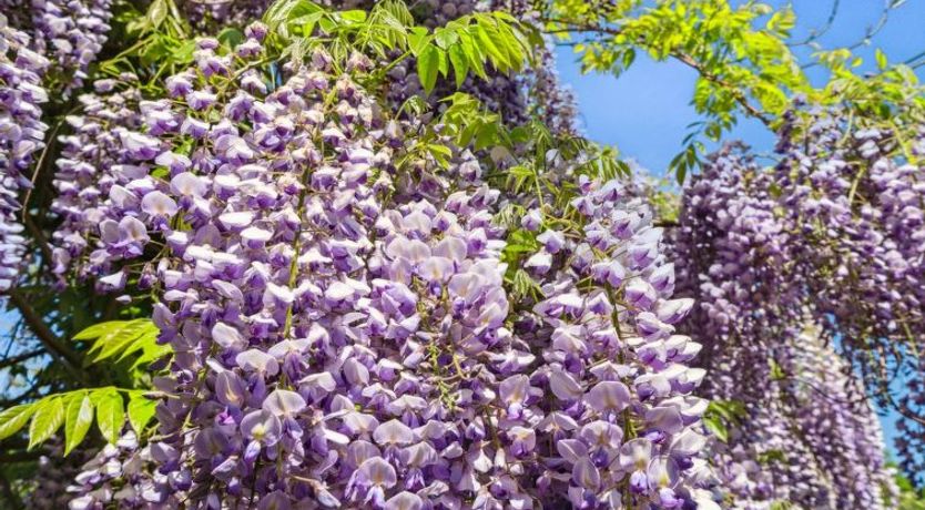 Photo of "Angelie" - 350m from the sea