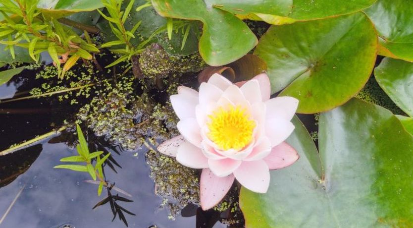 Photo of "Randulf" - 250m from the sea