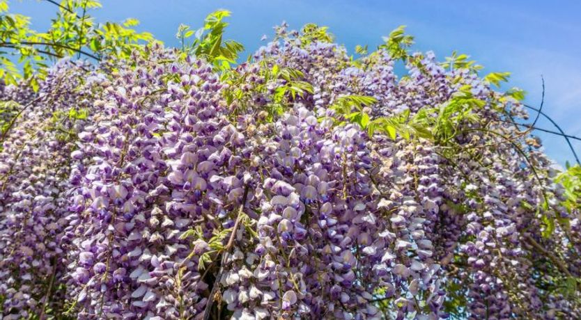 Photo of "Riitta" - 250m from the sea