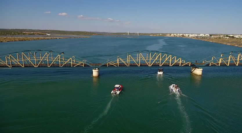 Photo of Sun on a Palm Tree
