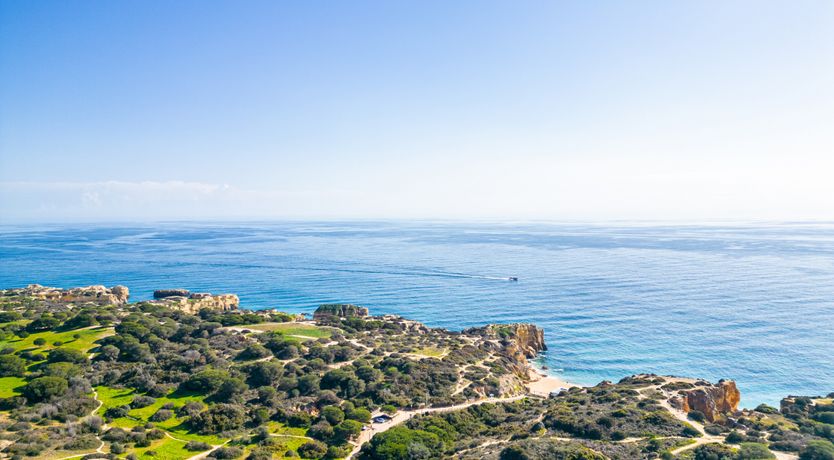 Photo of Sun on a Palm Tree