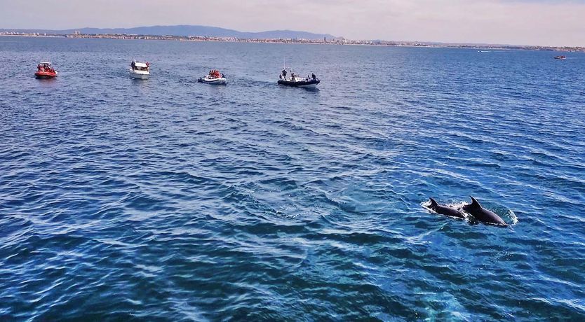 Photo of Sun on a Palm Tree