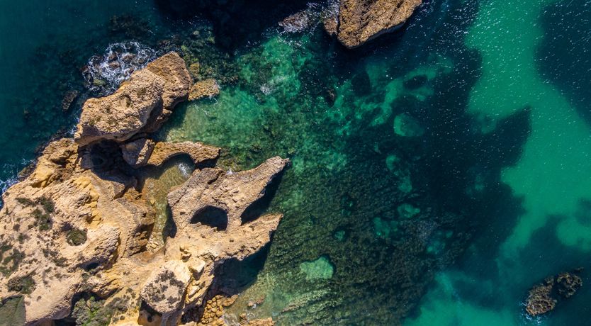 Photo of Sun on a Palm Tree