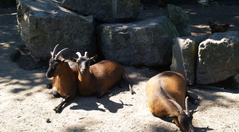 Photo of Boekhorst l'etage 10 Holiday Home 15