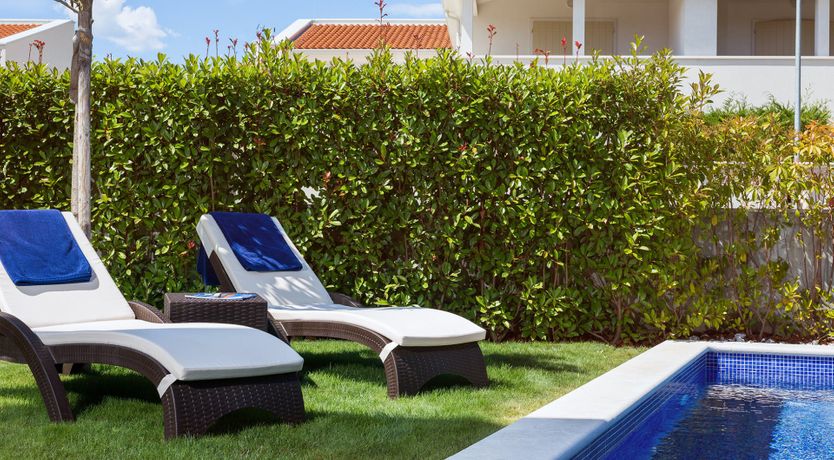 Photo of Raspberry Sunshine