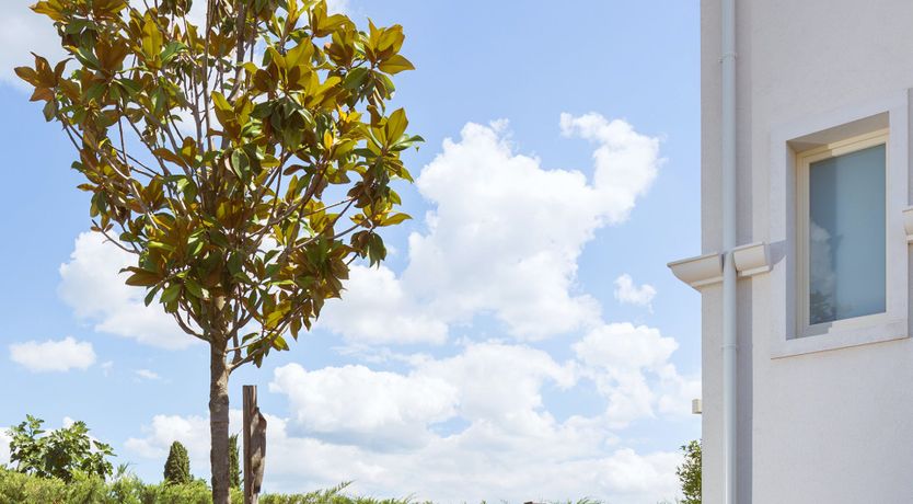 Photo of Raspberry Sunshine