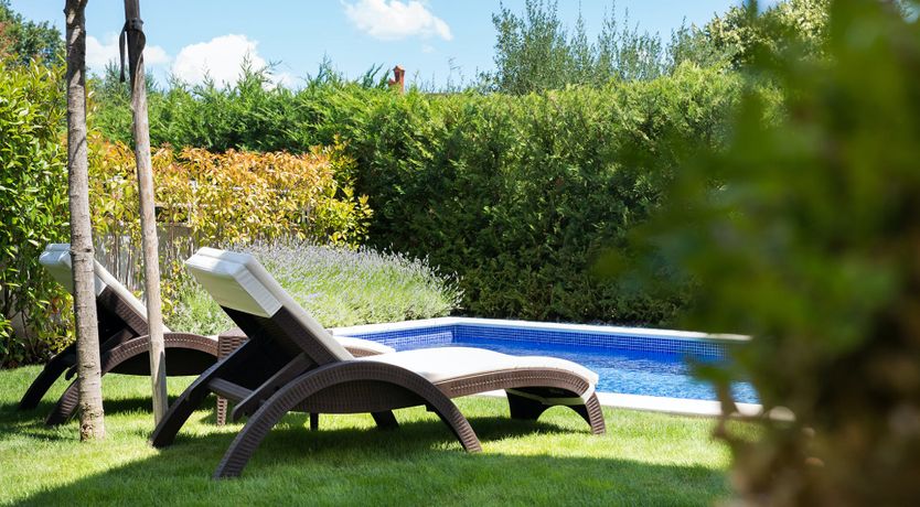 Photo of Raspberry Sunshine