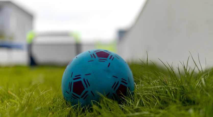 Photo of Swallows & Wrens