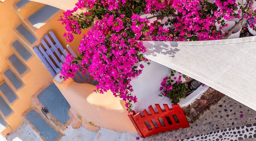 Photo of The Mediterranean Rose